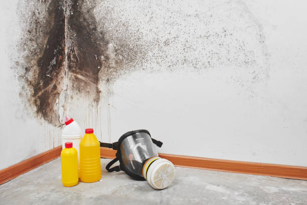 Best Professional Mold Removal  in Yermo, CA