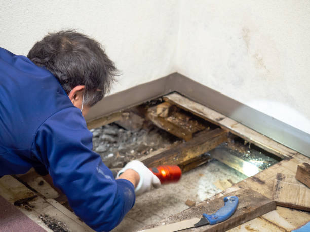 Best Fast Mold Removal  in Yermo, CA