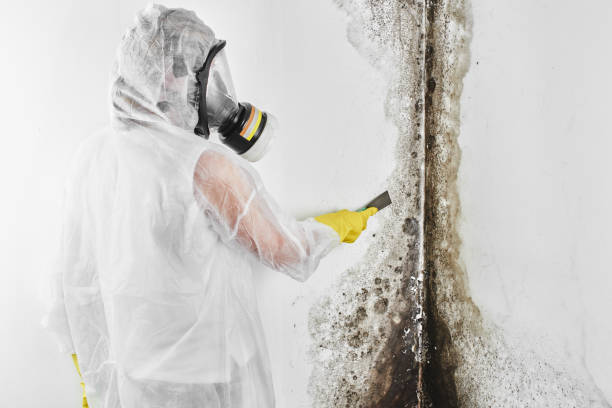 Best Best Mold Removal Companies  in Yermo, CA
