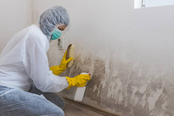 Best Crawl Space Mold Removal  in Yermo, CA