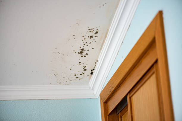 Best Toxic Mold Removal  in Yermo, CA