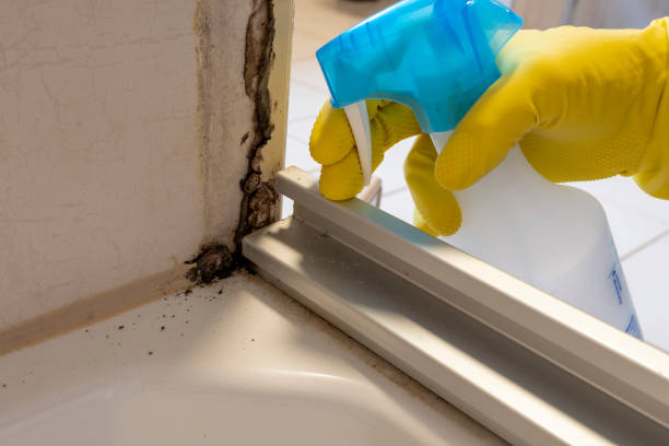 Best Mold Testing  in Yermo, CA