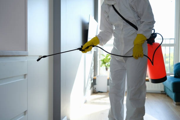 Best Fast Mold Removal  in Yermo, CA