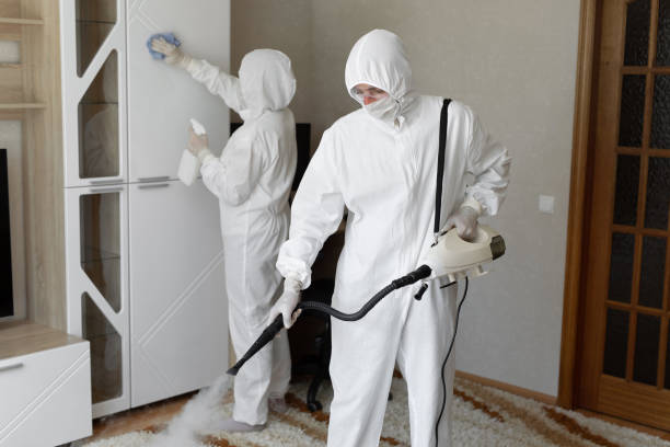 Mold Removal Process in Yermo, CA