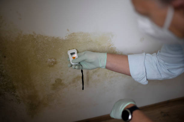 Trusted Yermo, CA Mold Removal Experts