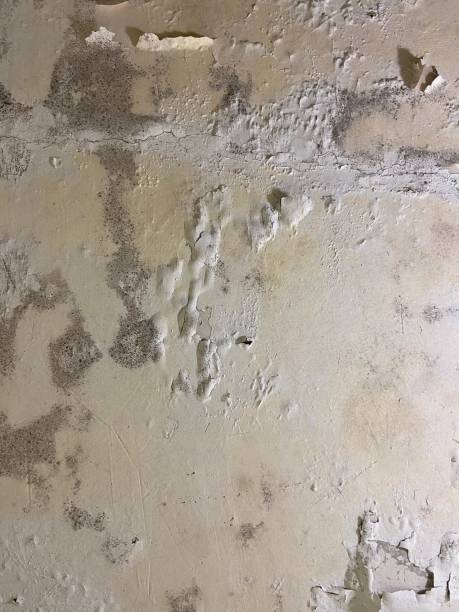 Best Mold Testing  in Yermo, CA