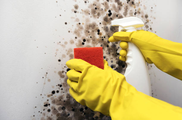 Best Mold Testing  in Yermo, CA