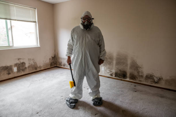 Best Commercial Mold Removal  in Yermo, CA