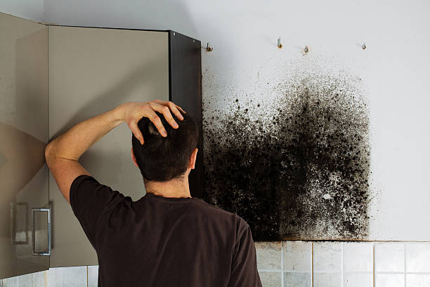 Best Residential Mold Removal  in Yermo, CA