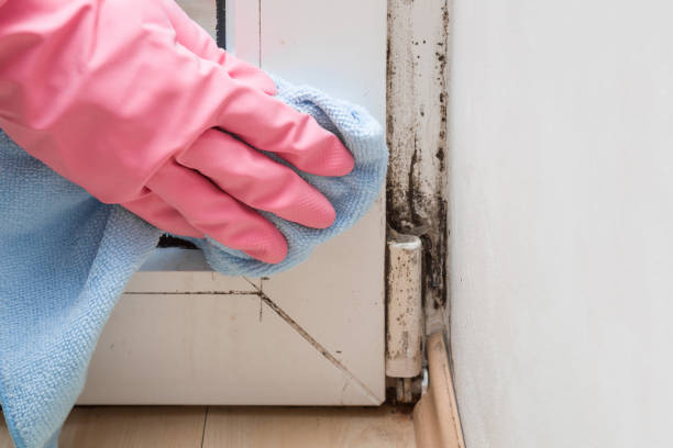 Best Certified Mold Removal  in Yermo, CA