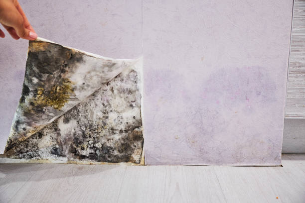 Best Mold Inspection  in Yermo, CA